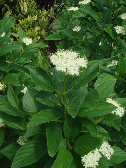 Cornus stolonifera 'Flaviramea' fleur